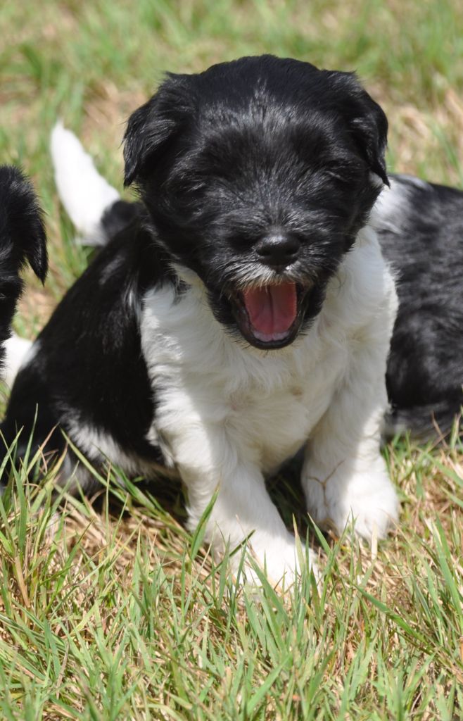 de Ling Dechen - Chiots disponibles - Terrier Tibetain