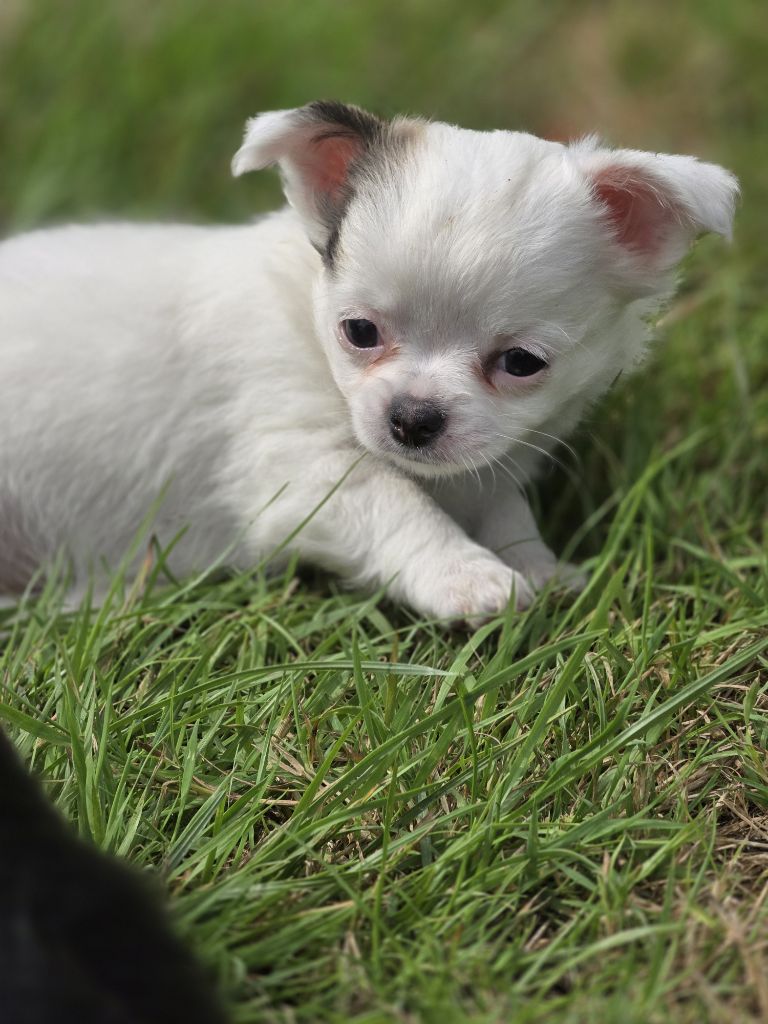 de Ling Dechen - Chiots disponibles - Chihuahua