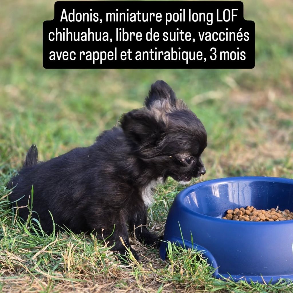 de Ling Dechen - Chiots disponibles - Chihuahua