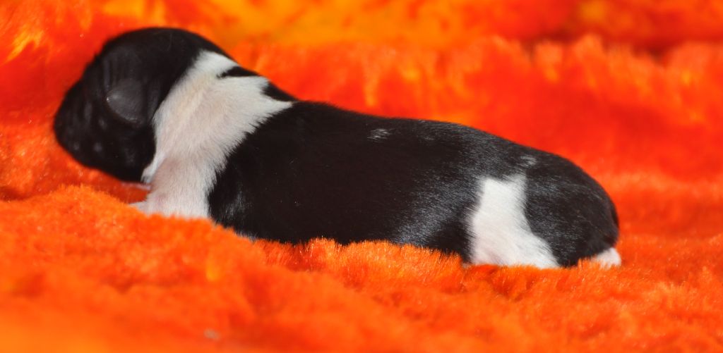 Chiot Terrier Tibetain de Ling Dechen