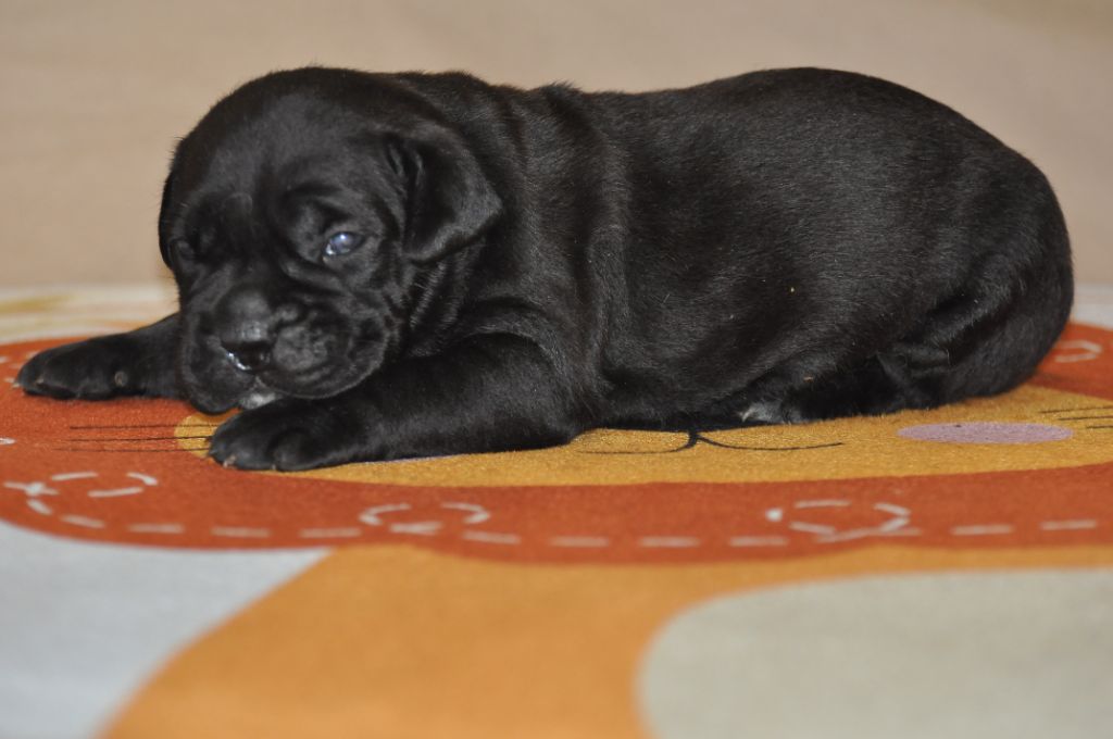 de Ling Dechen - Chiots disponibles - Cane Corso
