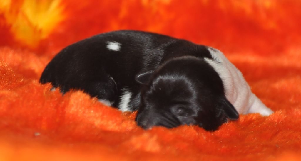 de Ling Dechen - Chiots disponibles - Terrier Tibetain
