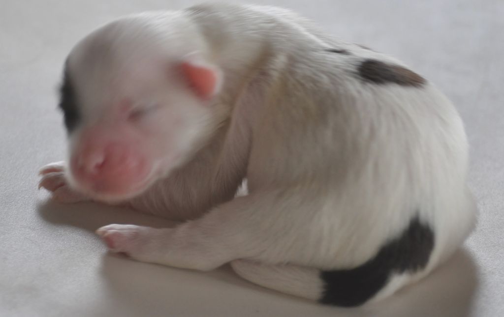 de Ling Dechen - Chiots disponibles - Terrier Tibetain