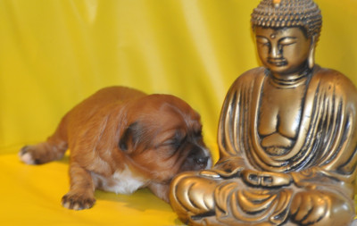 CHIOT 1