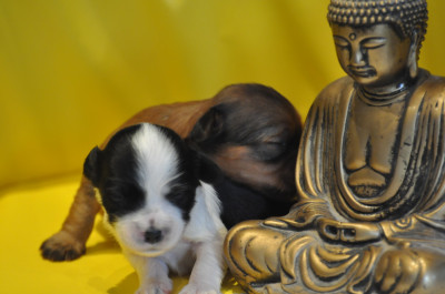 CHIOT 5