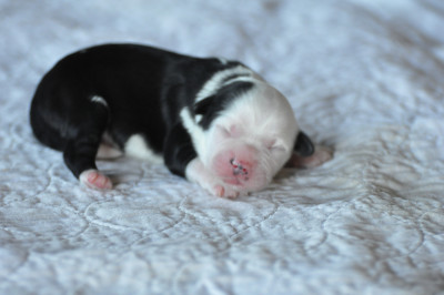 CHIOT 4