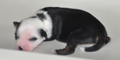 CHIOT