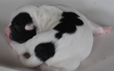 CHIOT