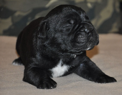 CHIOT