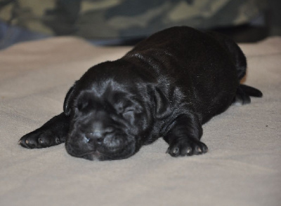 CHIOT