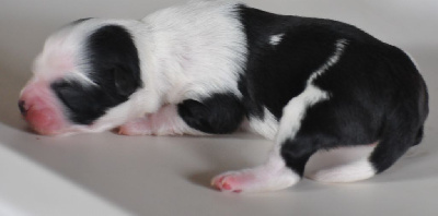 CHIOT
