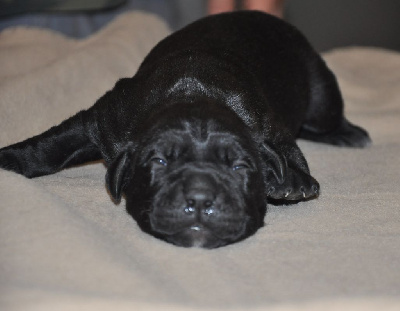 CHIOT noir
