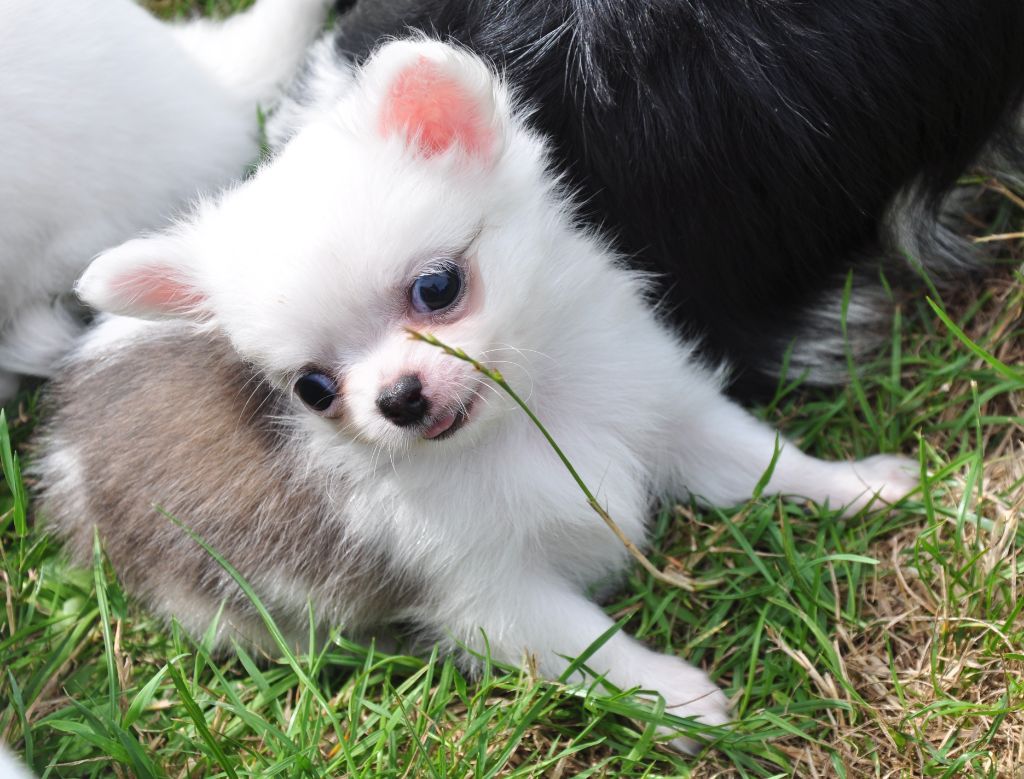 de Ling Dechen - Chiots disponibles - Chihuahua