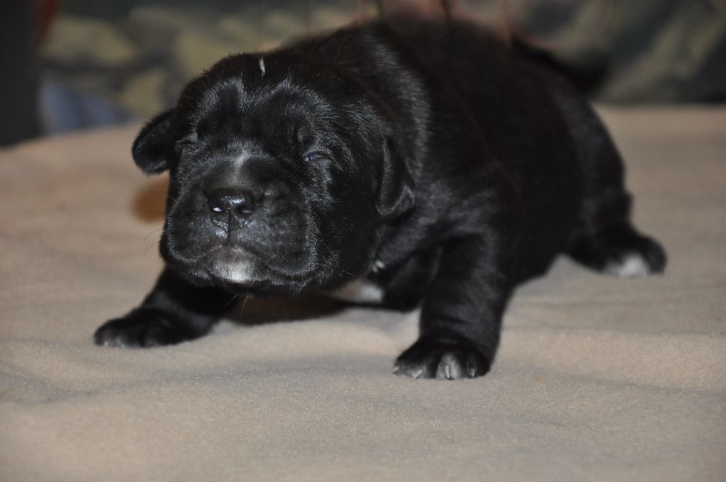 Chiot Cane Corso de Ling Dechen