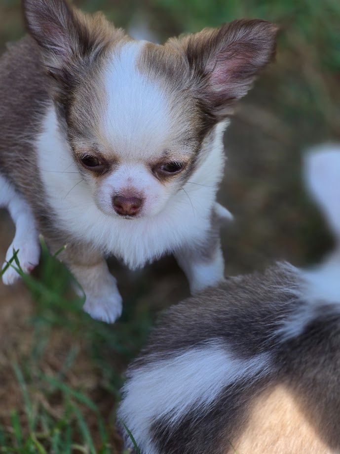 de Ling Dechen - Chiots disponibles - Chihuahua