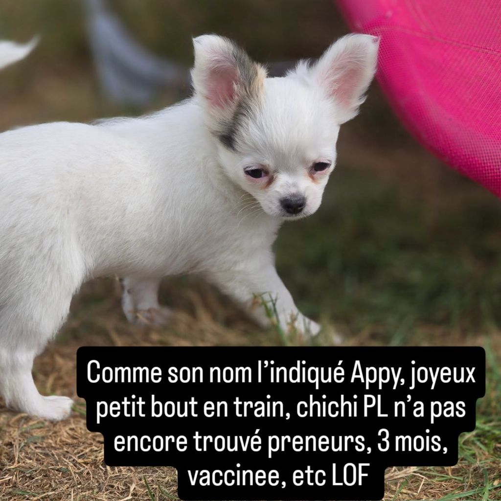 de Ling Dechen - Chiots disponibles - Chihuahua