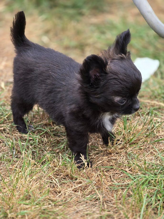 de Ling Dechen - Chiots disponibles - Chihuahua