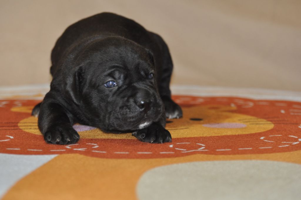 de Ling Dechen - Chiots disponibles - Cane Corso
