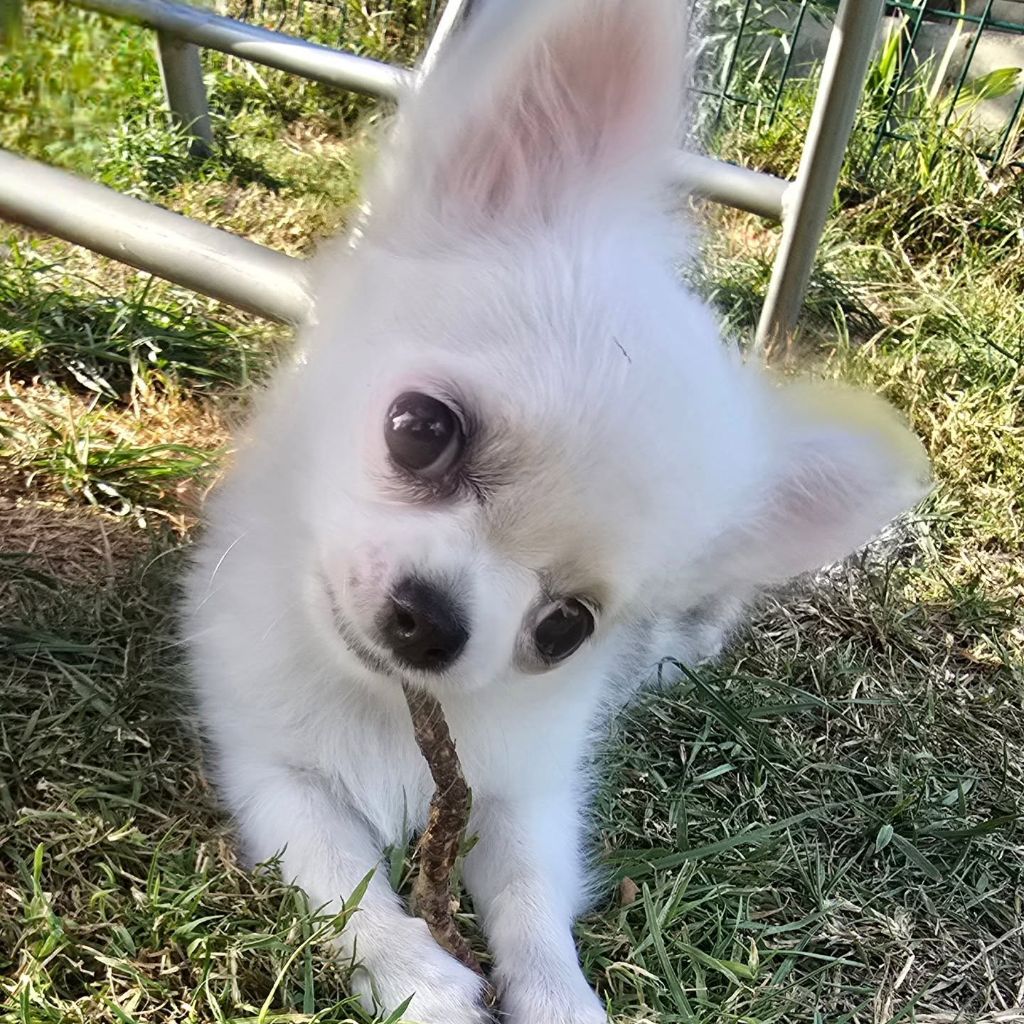 de Ling Dechen - Chiots disponibles - Chihuahua