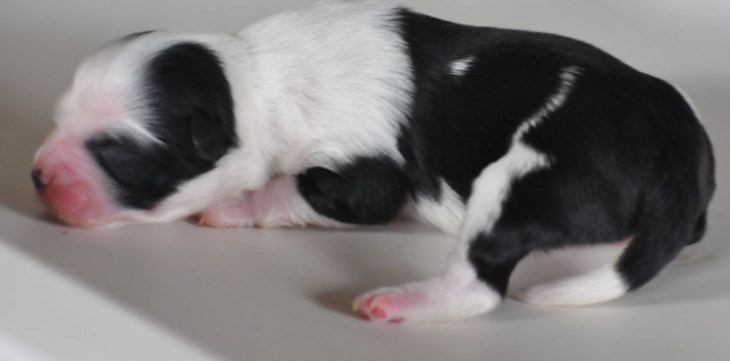 de Ling Dechen - Chiots disponibles - Terrier Tibetain