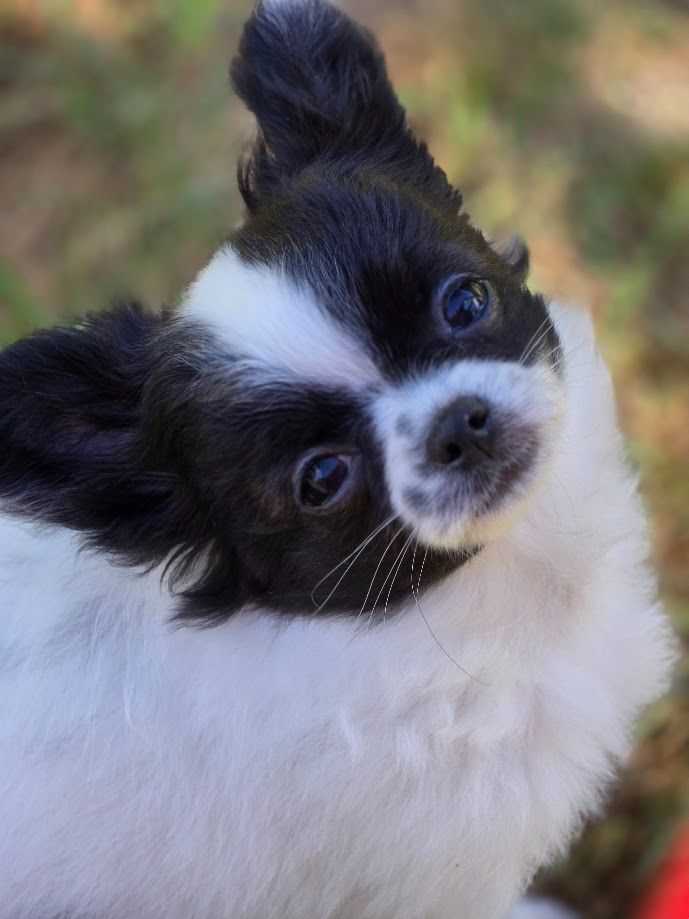 de Ling Dechen - Chiots disponibles - Chihuahua