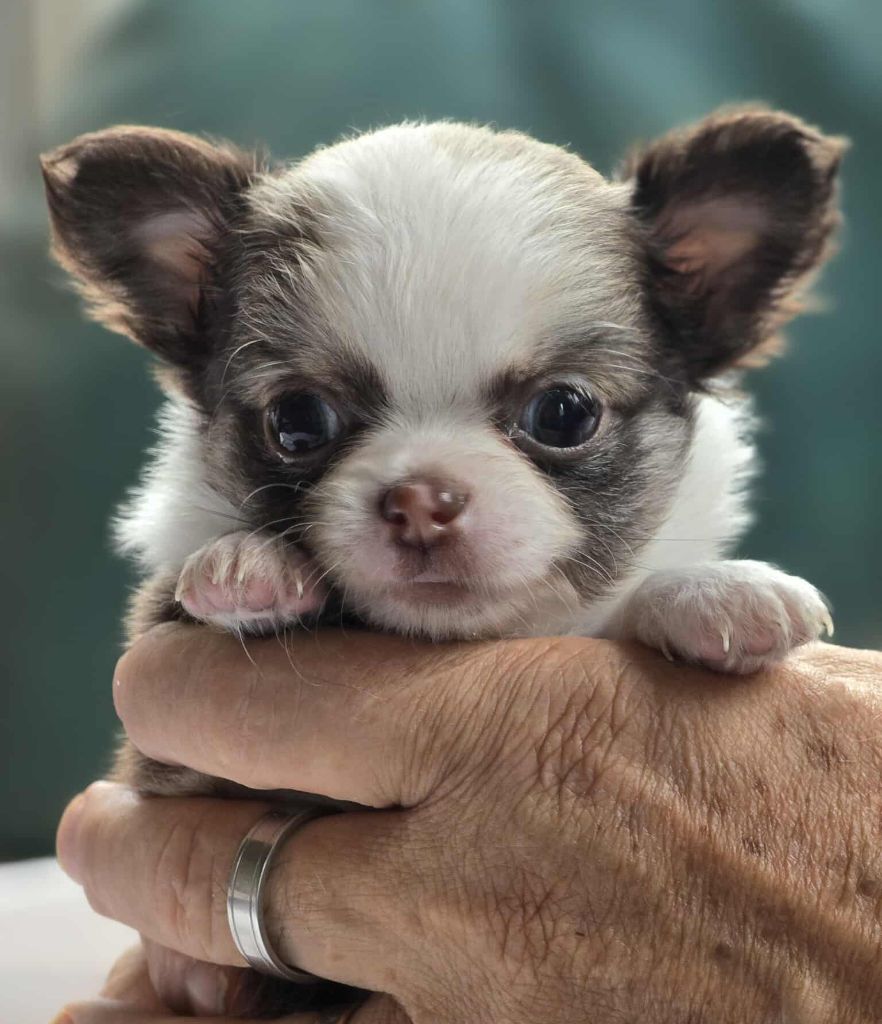 de Ling Dechen - Chiots disponibles - Chihuahua