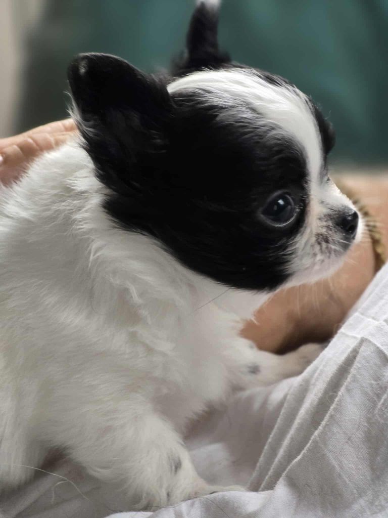 de Ling Dechen - Chiots disponibles - Chihuahua