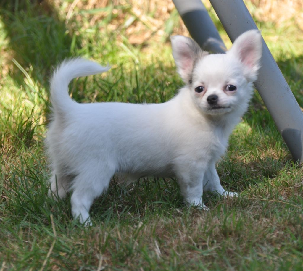 de Ling Dechen - Chiots disponibles - Chihuahua