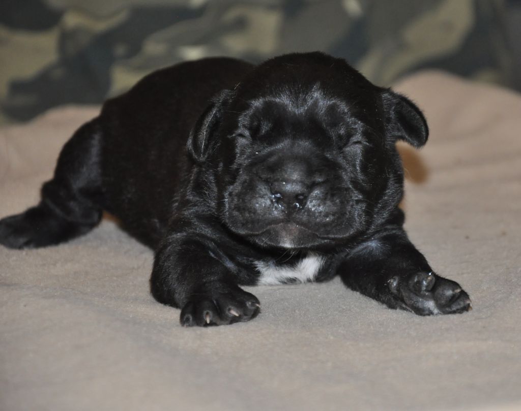 de Ling Dechen - Chiots disponibles - Cane Corso