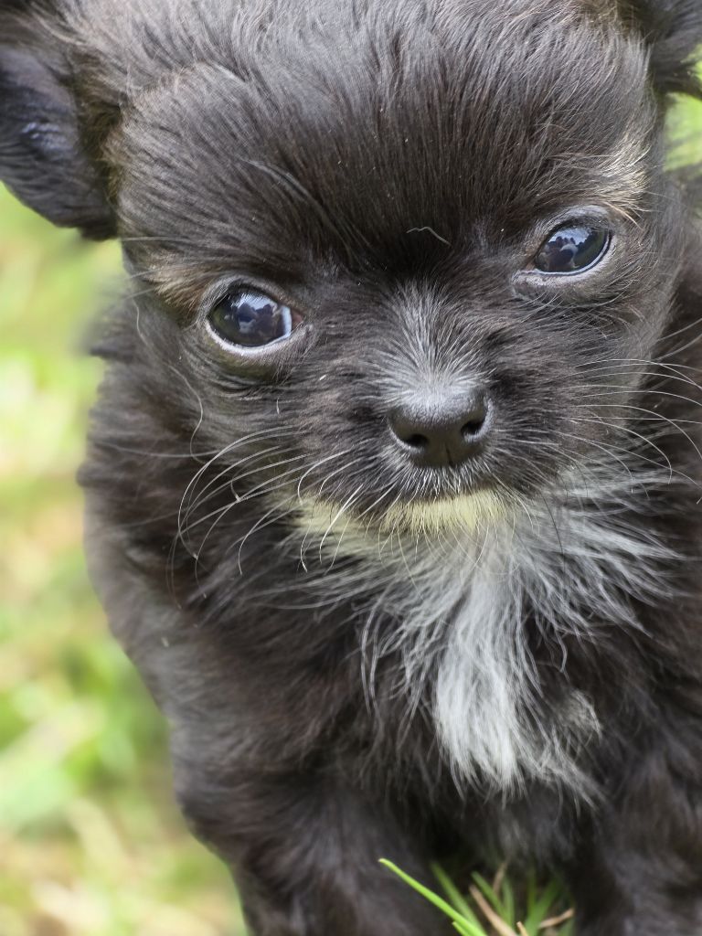 de Ling Dechen - Chiots disponibles - Chihuahua