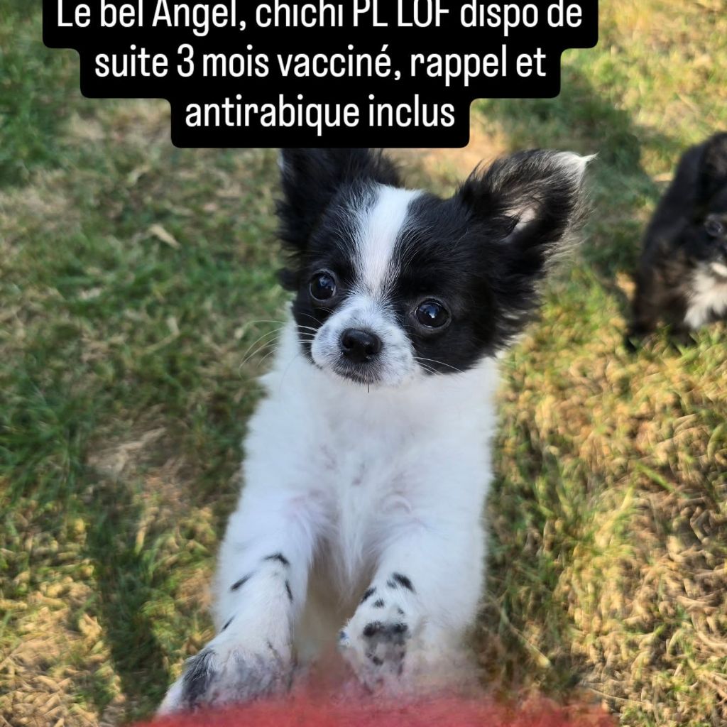 de Ling Dechen - Chiots disponibles - Chihuahua