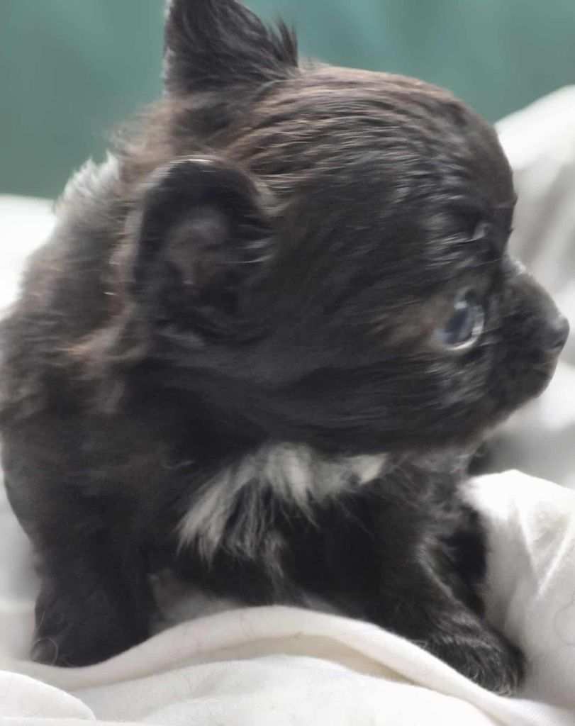 de Ling Dechen - Chiots disponibles - Chihuahua