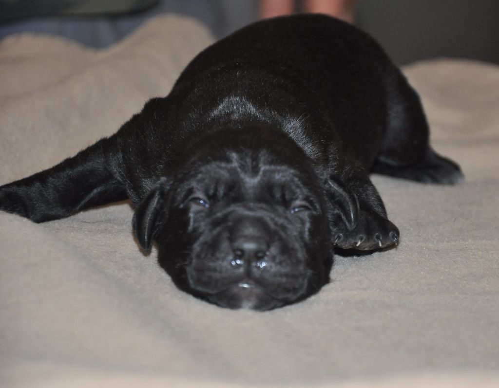 de Ling Dechen - Chiots disponibles - Cane Corso