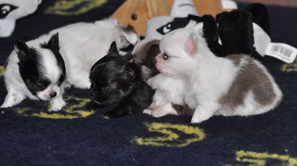 Chiot Chihuahua de Ling Dechen