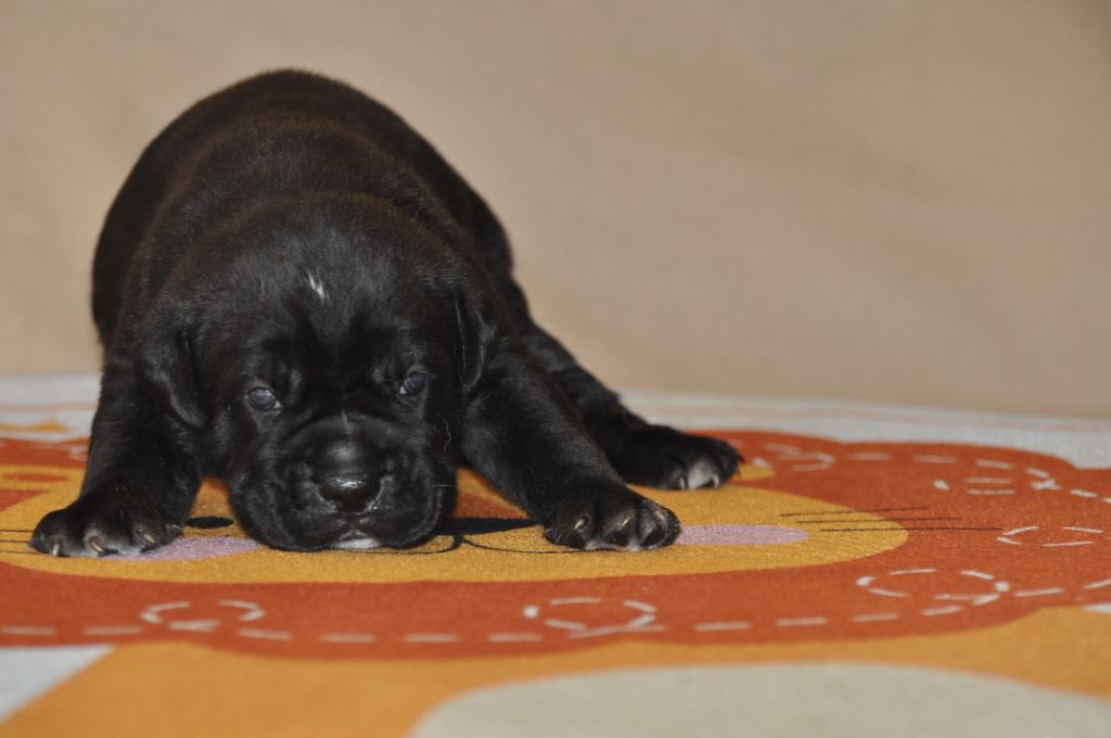 de Ling Dechen - Chiots disponibles - Cane Corso