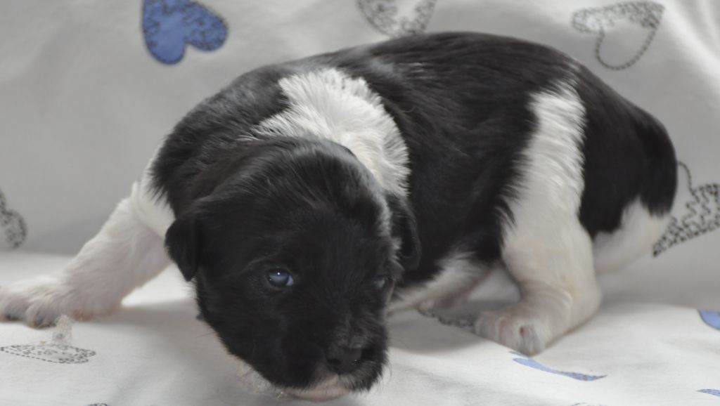 de Ling Dechen - Chiots disponibles - Terrier Tibetain